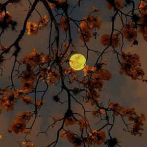 Meet your Posher, Ady